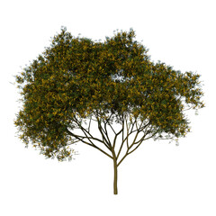 Fototapeta premium Front view tree ( Adolescent Yellow Flamboyant tree 1 ) png