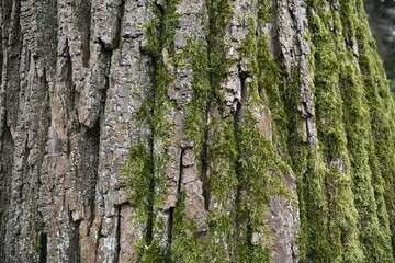 Close up of some textured old tree bark with moss growing on it 