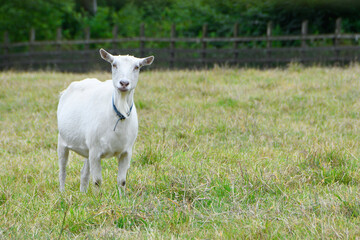 Obraz premium White goat stood in a field