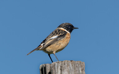 tarabilla común, Saxicola rubicola