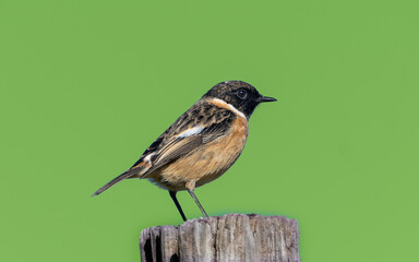 tarabilla común, Saxicola rubicola