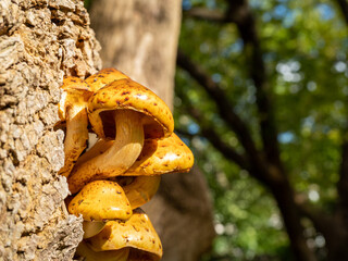A bunch of mushrooms germinated in a tree.