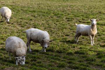 Obraz na płótnie Canvas Maribo, Denmark Sheep grazing in a field.