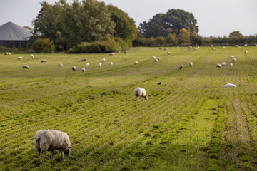 Maribo, Denmark  Sheep grazing in a field.