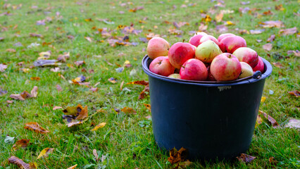 Black bucket with natural red apples on green grass background. A whole bucket of red apples