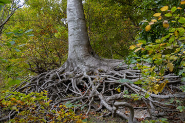 Monsklint, Denmark  Exposed tree roots on a chalky hillside in the forest.
