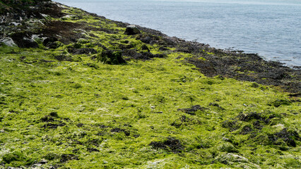 Coastal rocks are covered with algae after low tide.