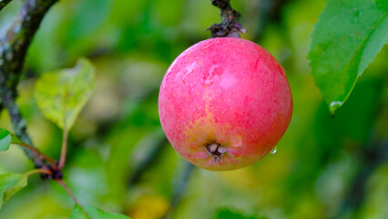 one apples in a orchard organic fruits with water drops dew natural nutrition food