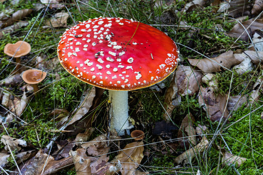 ein Fliegenpilz im Wald