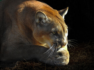 Florida Panther Guarding Prey © Kirsty Nadine