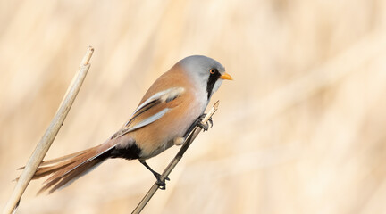 Bearded reedling, Panurus biarmicus. The male sits on a reed stalk on the riverbank