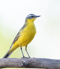 Western yellow wagtail, Motacilla flava. The male bird sits on a thick, dry branch