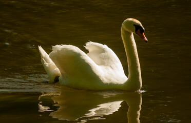 cisnes