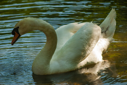 cisnes