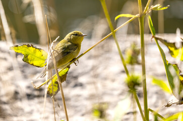 Close-up of a Orange-crowned Warbler Foraging in a Shrub by Credit River Bank
