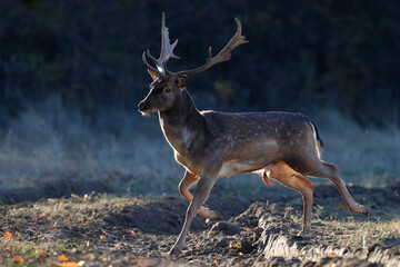The wild european fallow deer male, Dama dama, roaring during autumn rut at the edge of forest...