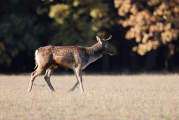 Young wild european fallow deer male, Dama dama, roaring during autumn rut at the edge of forest meadow. Natural environment, wild animal.