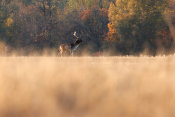 The wild european fallow deer male, Dama dama, roaring during autumn rut at the edge of forest meadow. Natural environment, wild animal.