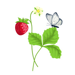 Ripe flowering strawberry with green leaves and butterfly. Cartoon vector graphics.