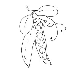 Botanical sketch of green pea pods.Vector graphics.