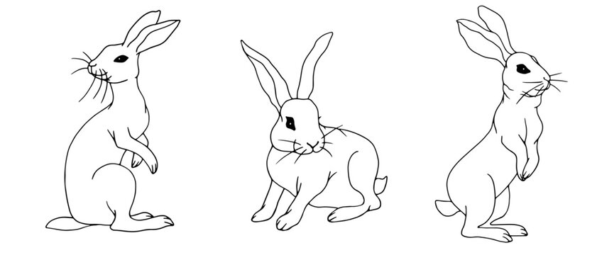 Set of linear meshes of forest hares, rabbits, vector graphics.