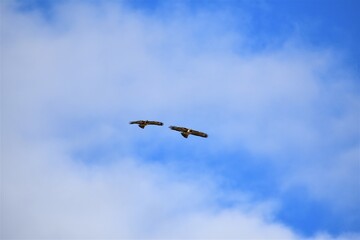 Red Tailed Hawk Pair in Flight