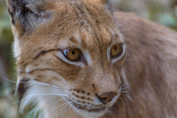 Naklejka na ściany i meble Eurasian lynx, a medium-sized wild cat. Animals in the wildlife. Portrait