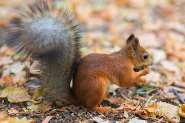 Naklejka na ściany i meble A red squirrel eats a nut in the park. Soft focus