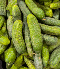 heap of organic fresh cucumbers. top view, background 