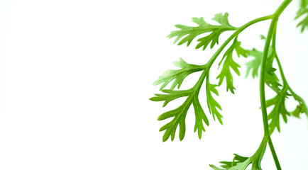 Fresh Coriander isolated on white background. Coriander Leaves.(Coriandrum sativum).The fresh leaves are an ingredient in many foods,
