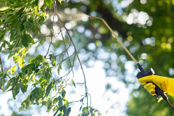 Close-up of a spray tip spraying chemicals. Processing of garden trees and shrubs. Backlight....