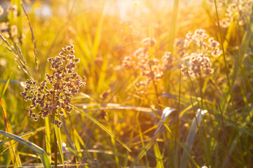 Selective focus on some herbs in the rays of a very bright rising sun. swamp summer grasses at dawn, sunset.Scirpus sylvaticus