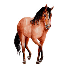 Watercolor realistic illustration of brown horse standing. Farm, domestic animals. For cards, flyers, posters, autumn design, animal shelter, farm logo, packaging, books, prints, t-shirt, stickers 