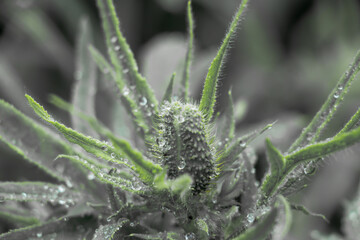 The poppy bud and crystal balls of dewdrops. Early morning meditation of flower and grass in the sunrise. Beautiful  harmony of a flower in the rain. Perfect  micro world in IR colors. Black and white