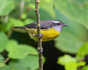 Bananaquit on branch