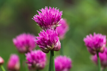 The clover flower bud. Early morning meditation of flower and grass in the sunrise. Beautiful  harmony of a flower in the rain. Perfect  micro world in warm pink  colors. Bokeh green background