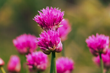 The clover flower bud. Early morning meditation of flower and grass in the sunrise. Beautiful  harmony of a flower in the rain. Perfect  micro world in warm pink and magenta colors. Bokeh background
