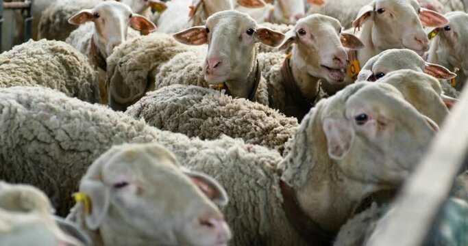 Sheeps on a Flock Farm