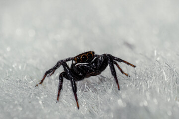 Wild African spider with four eyes