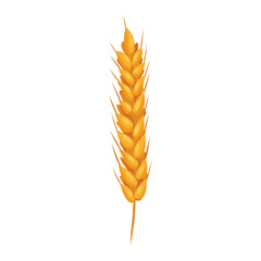 Wheat ears with grains on white backgroung. Vector isolated illustration, flat style. Elements for bakery or flour production design.