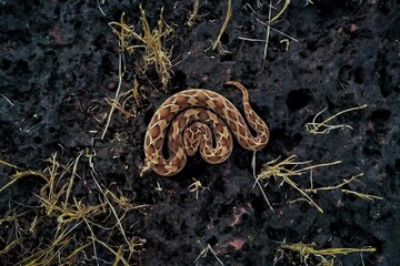 Saw scaled viper in moving position top view