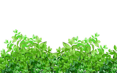 Ornamental green plant in the form of a hedge.Realistic garden shrub, seasonal bush, boxwood, tree crown bush foliage.For decorate of a park, a garden or a green fence.