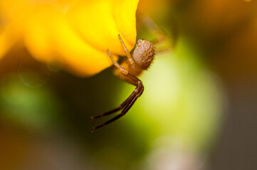 spider on a flower