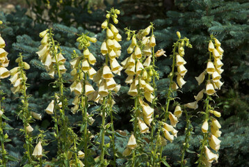 Aconit tue loup, Aconitum vulparia