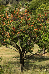 Fototapeta na wymiar Abricotier, Prunus armeniaca 'Bergeron'