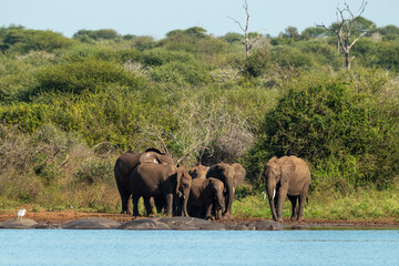 Naklejka premium Eléphant d'Afrique, Loxodonta africana, Parc national Kruger, Afrique du Sud