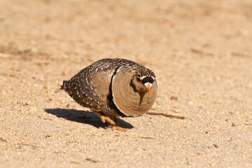 Ganga bibande, .Pterocles bicinctus, Double banded Sandgrouse