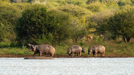 Naklejka na ściany i meble Hippopotame, Hippopotamus amphibius, Afrique du Sud