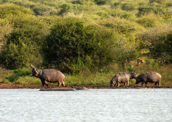 Naklejka na ściany i meble Hippopotame, Hippopotamus amphibius, Afrique du Sud