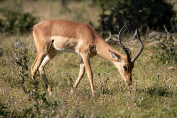 Impala, male, Aepyceros melampus